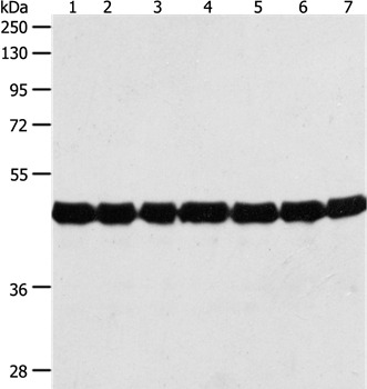 Anti-ACTIN Polyclonal Antibody
