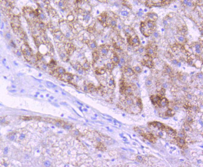 Anti-AIF Antibody (9K13)