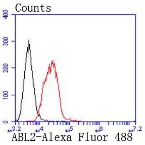Anti-ABL2 Antibody (4X240)