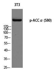 Anti-Phospho-ACACA (Ser80) Polyclonal Antibody