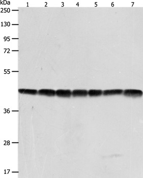 Anti-Beta-Actin Polyclonal Antibody 2