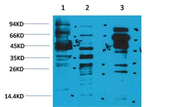 Anti-Acetyl-Lysine Polyclonal Antibody