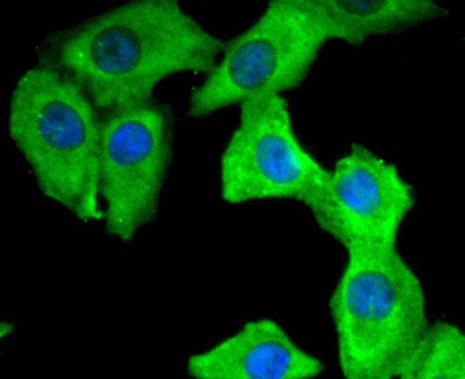 Anti-14‑3‑3 theta/YWHAQ Antibody (5O606)