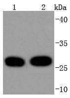 Anti-14‑3‑3 theta/YWHAQ Antibody (5O606)