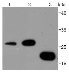 Anti-14-3-3 beta/alpha Antibody (3T62)