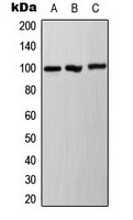 Anti-Phospho-AHR (Ser36) Polyclonal Antibody