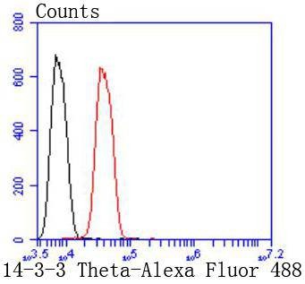 Anti-14‑3‑3 theta/YWHAQ Antibody (5O606)