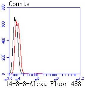 Anti-14-3-3 beta/alpha Antibody (7X437)