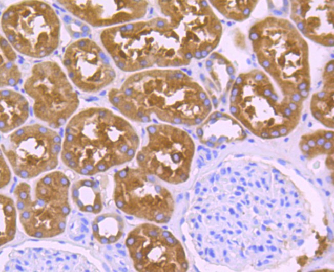 Anti-ALDH1L1 Antibody (2P748)