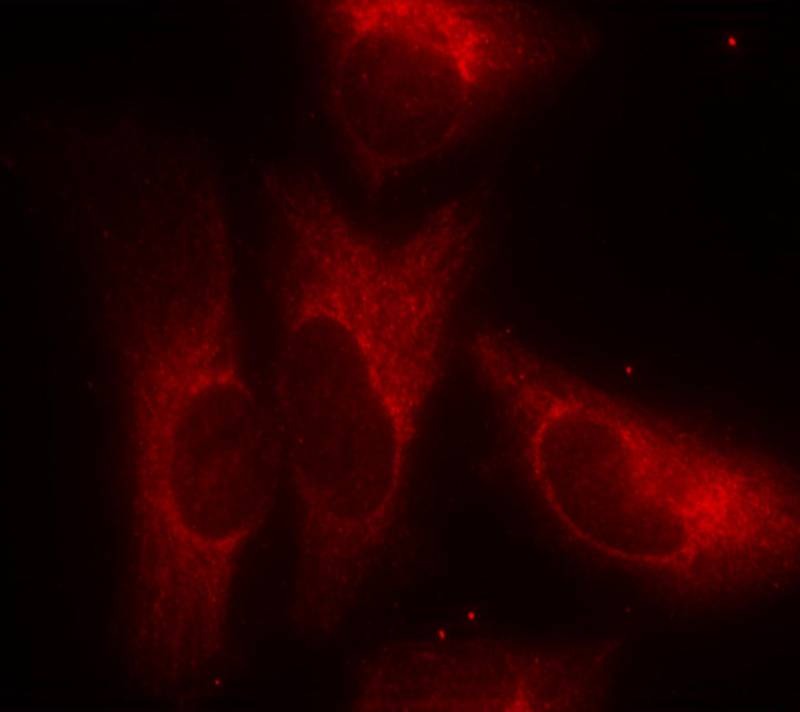 Anti-Phospho-14-3-3 zeta/delta (Ser58) Polyclonal Antibody