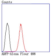 Anti-ADFP Antibody (9D818)