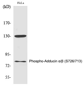 Anti-Phospho-Adducin α/β (Ser726/713) Polyclonal Antibody