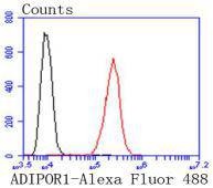 Anti-ADIPOR1 Antibody (2S638)