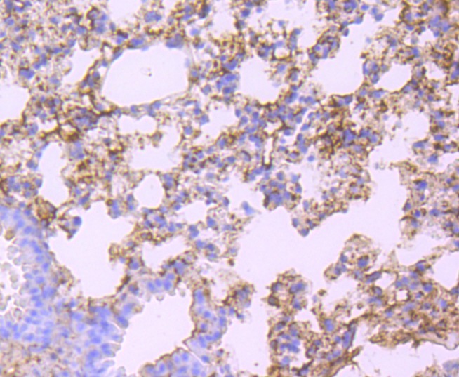 Anti-ALB Antibody (6N642)