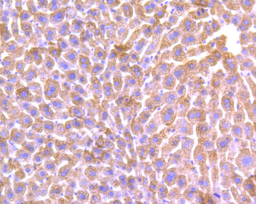 Anti-ALDH1L1 Antibody (2P748)
