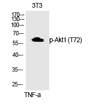 Anti-Phospho-AKT1 (Thr72) Polyclonal Antibody