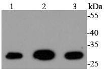 Anti-14-3-3 gamma Antibody (5D580)