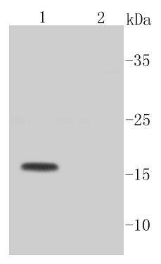 Anti-Caspase-3 Antibody (6C392)
