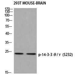 Anti-Phospho-14‑3‑3 theta/YWHAQ (Ser232) Polyclonal Antibody