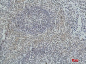 Anti-Caspase-3 Antibody (1Q94)