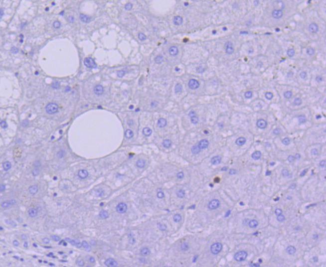Anti-Caspase-3 Antibody (6S481)