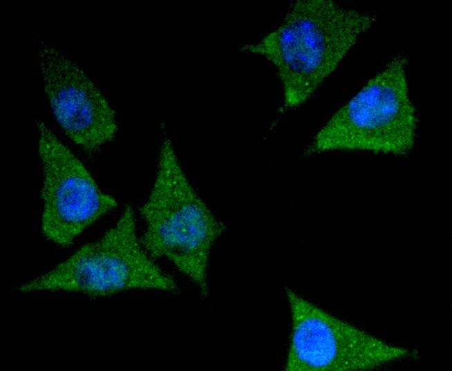 Anti-14-3-3 epsilon Antibody (5E440)