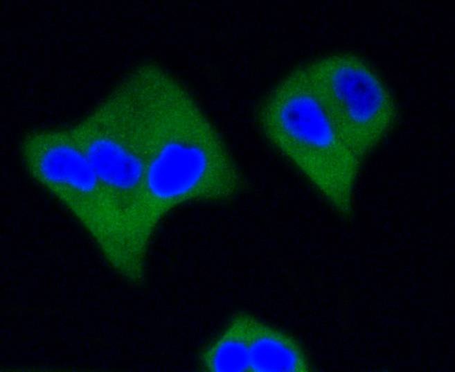 Anti-Caspase-3 Antibody (6C392)