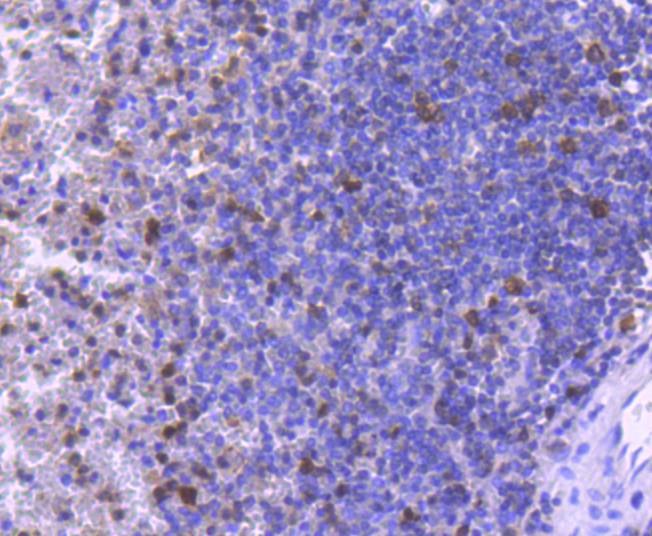 Anti-Caspase-3 Antibody (6S481)
