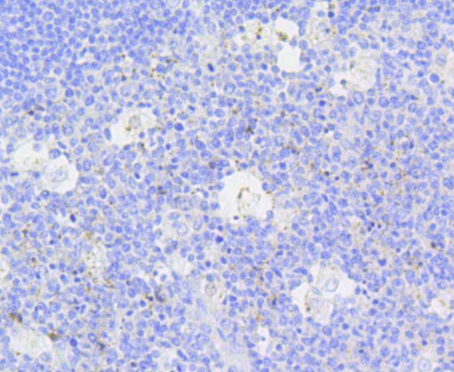 Anti-Caspase-3 Antibody (6C392)