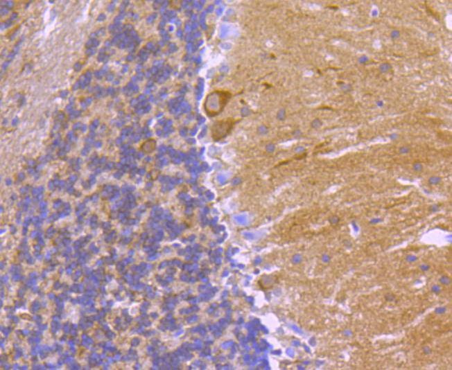 Anti-14-3-3 beta/alpha Antibody (6Z701)