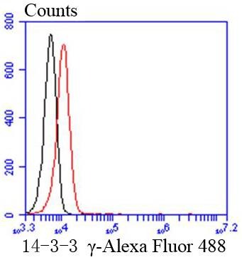 Anti-14-3-3 gamma Antibody (5D580)