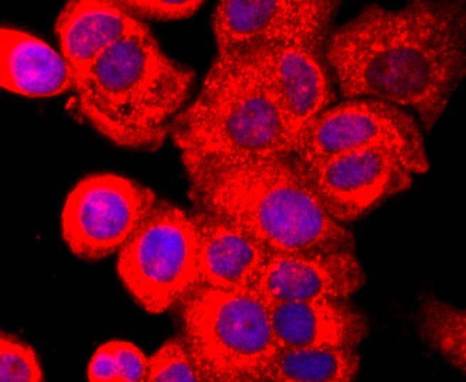 Anti-AHR Antibody (8Z303)