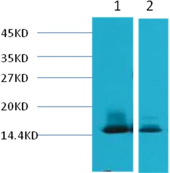 Anti-Alpha Lactalbumin/LALBA Antibody (6Y943)
