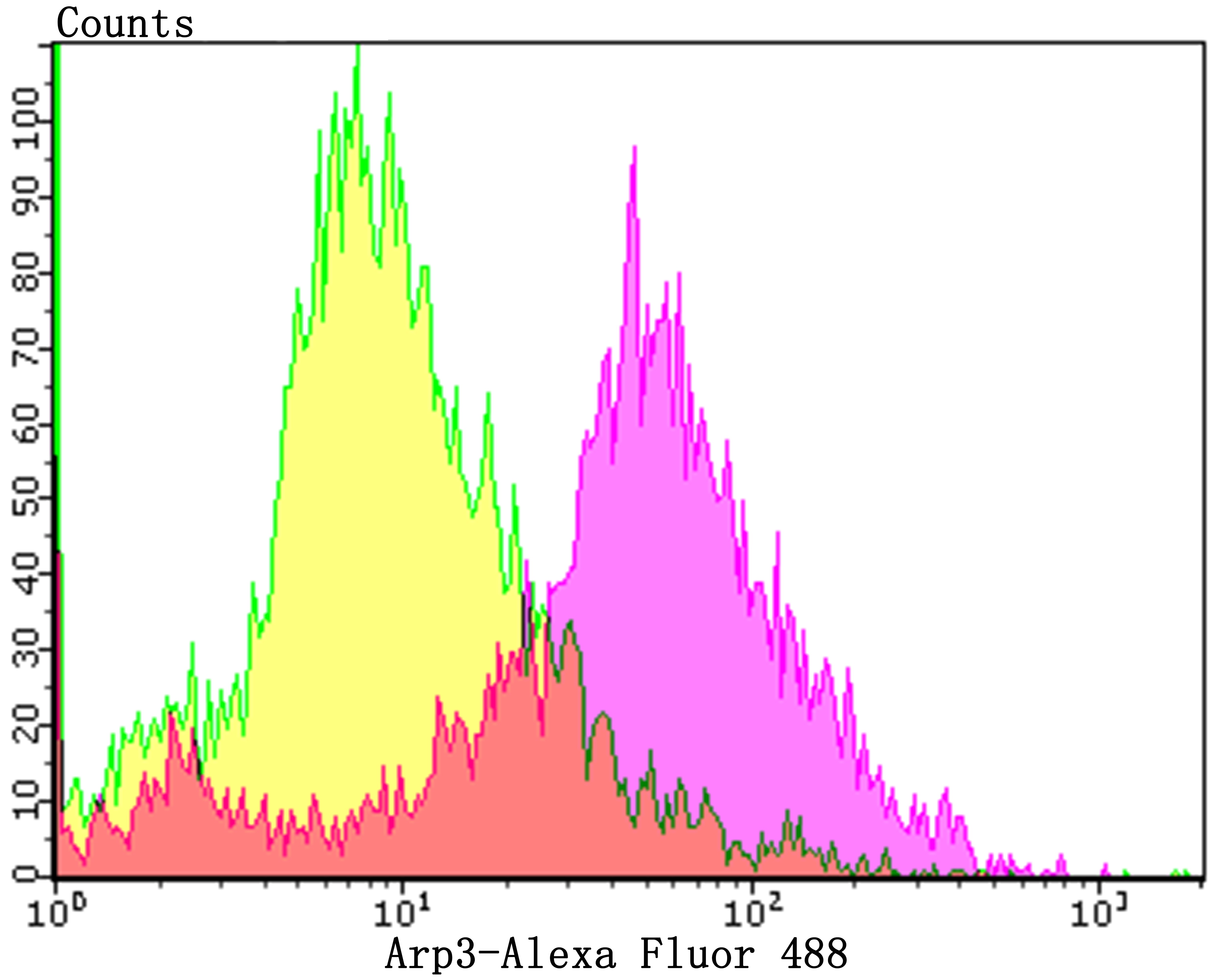 Anti-Arp3/ACTR3 Antibody (1Q436)
