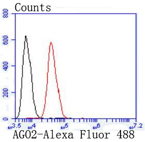 Anti-Argonaute-2 Antibody (1L369)