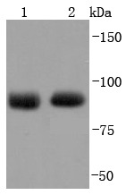 Anti-Argonaute-2 Antibody (1L369)