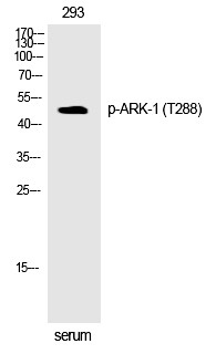 Anti-Phospho-AURKA (Thr288) Polyclonal Antibody 2