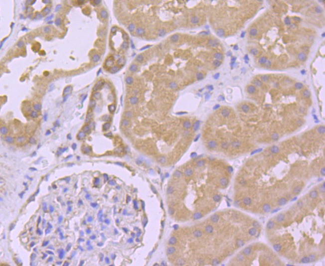 Anti-Argonaute-2 Antibody (1L369)
