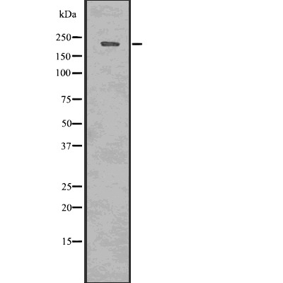 Anti-Phospho-53BP1 (Thr543) Polyclonal Antibody