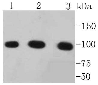 Anti-alpha 1 Catenin Antibody (9R277)