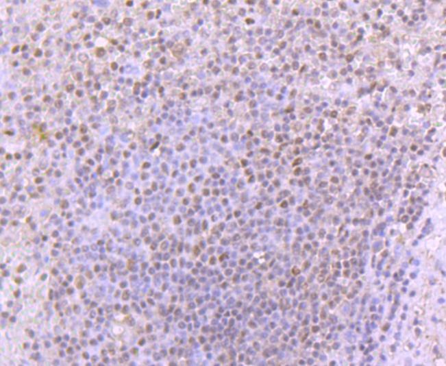 Anti-53BP1 Antibody (3K586)