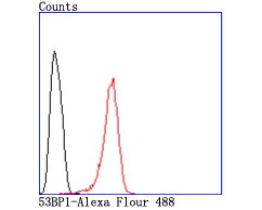 Anti-53BP1 Antibody (3K586)
