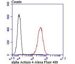 Anti-alpha Actinin 4 Antibody (7D211)