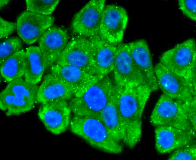 Anti-RPSA Antibody (6W769)