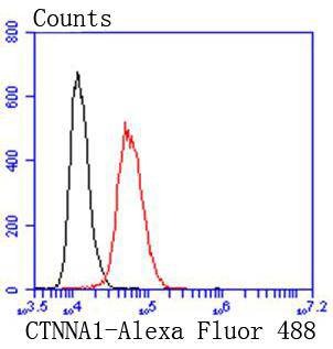 Anti-alpha 1 Catenin Antibody (9R277)