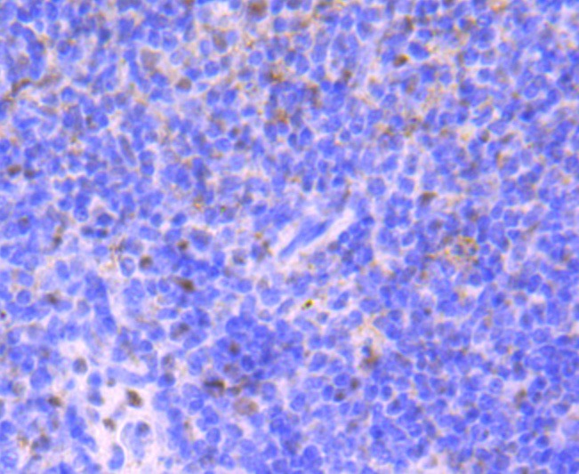 Anti-53BP1 Antibody (3K586)