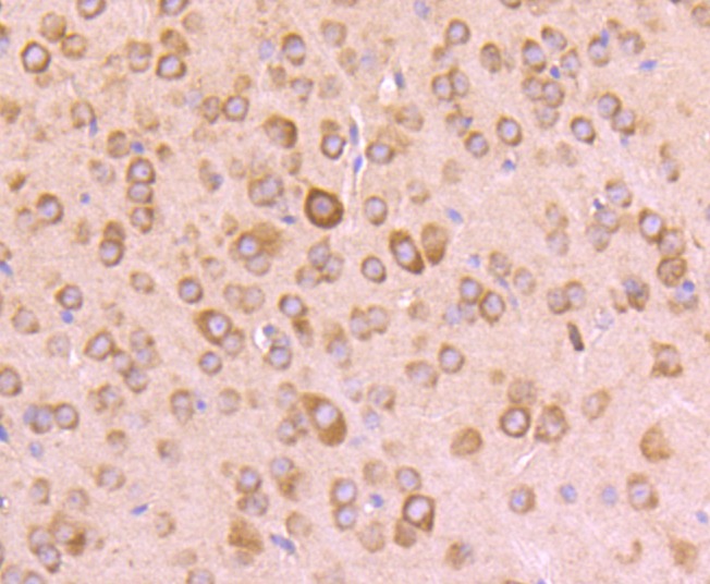 Anti-RPSA Antibody (6W769)