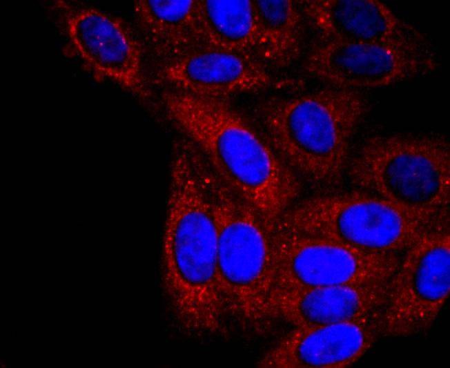 Anti-Serpin A1 Antibody (8W352)