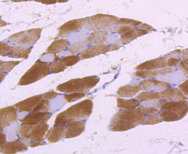 Anti-ALDOA Antibody (1Q763)