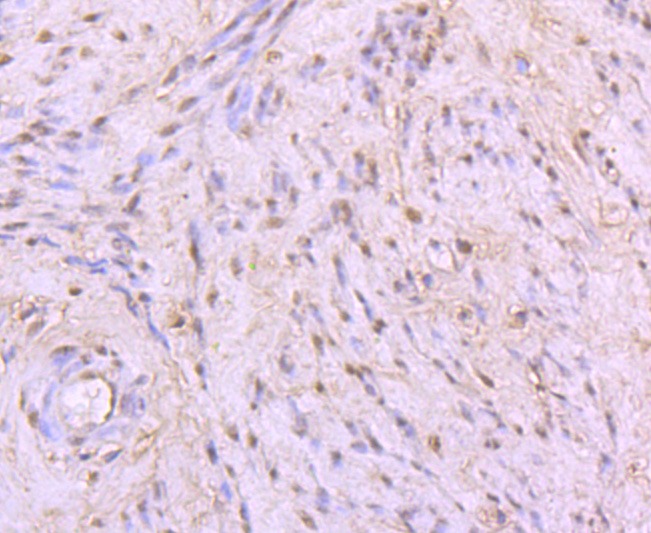 Anti-53BP1 Antibody (3K586)
